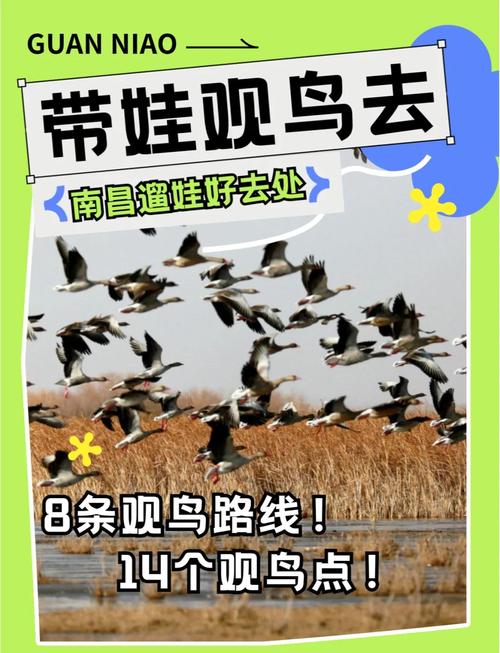 鄱阳湖护鸟记:十年之约的承诺 万里之行的守护