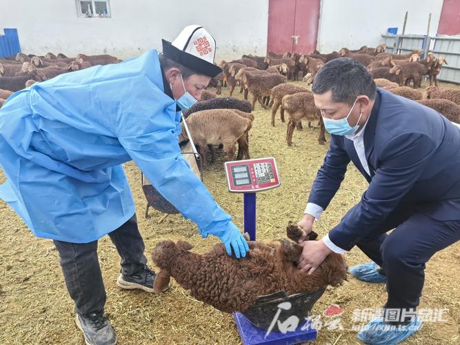 新疆阿合奇县多措并举全力做好接羔育幼工作