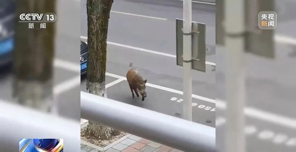 男子称下山途中遇到野猪无奈求援 北京怀柔消防连夜搜救