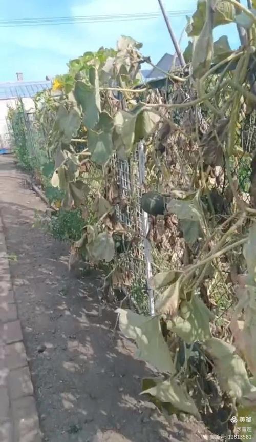 蒙城现神奇一幕:冬瓜“爬上”葡萄架