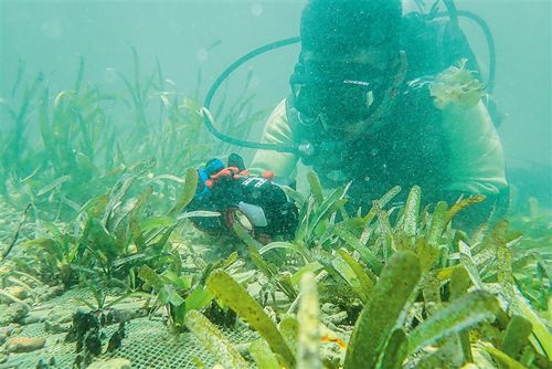 感动海南|守护“海底草原”13载 他在海底种出一片“绿洲”