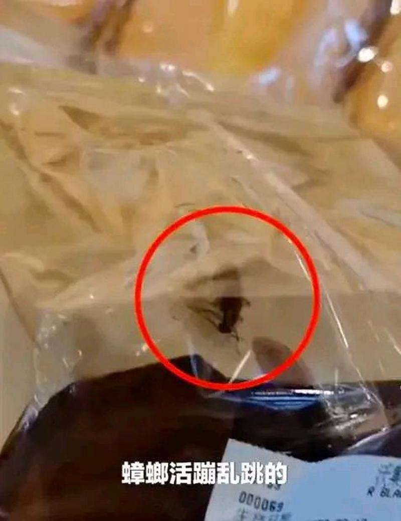 男子口含蟑螂下馆子敲诈!餐厅“赔钱”后发现,蟑螂炸过!