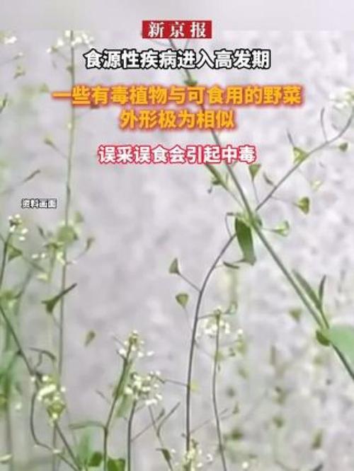 长沙疾控提醒:4月是有毒野菜引起食源性疾病的高发季节