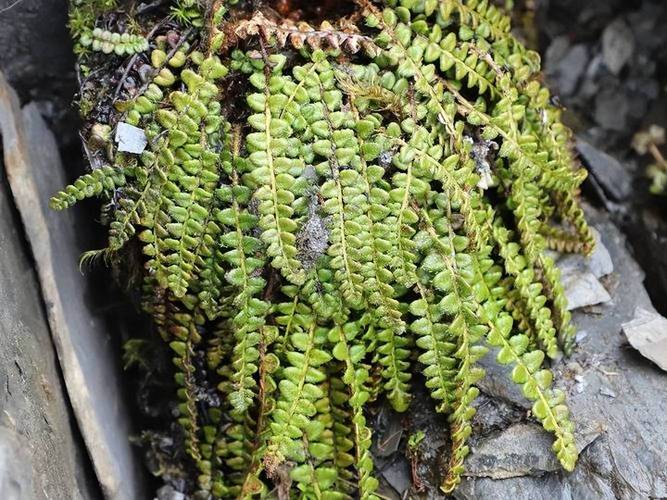 青海发现野生药用植物1636种 大部分实现种质库保存