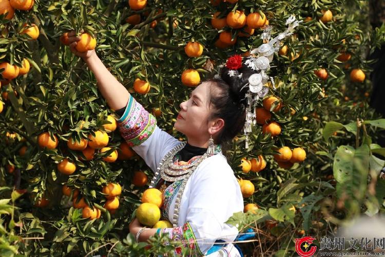 为了椪柑再飘香