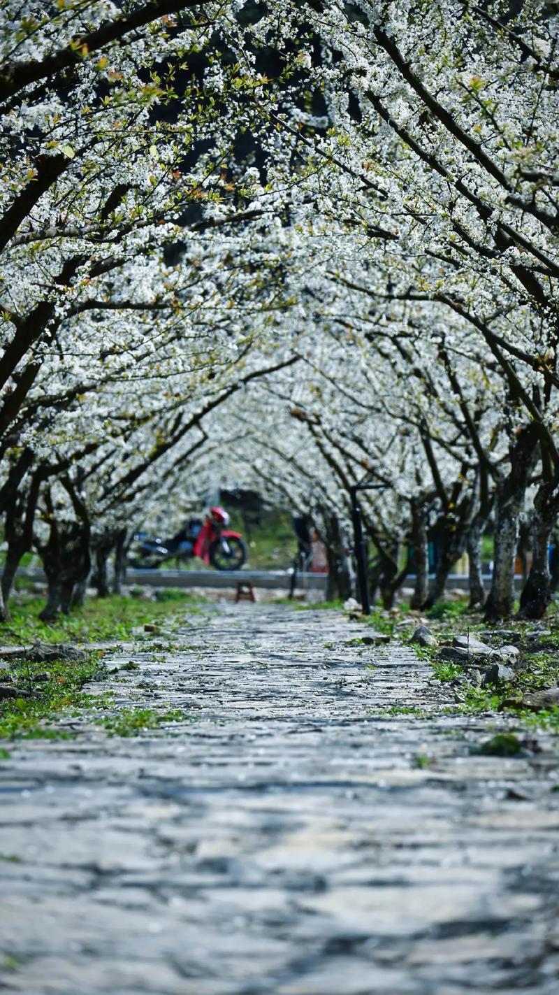 花开福建:永定6000多亩李花迎春绽放