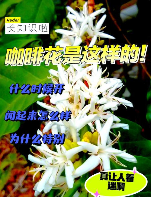 花期仅三天,花香似茉莉 万宁兴隆的咖啡花开了!