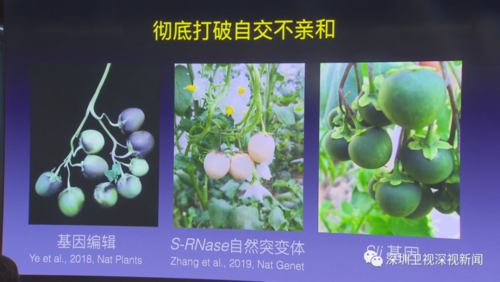 马铃薯低温糖化 关键基因活跃之谜揭开