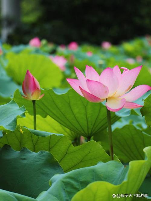 今日深圳|“荷”以深圳,以婉约以炙热
