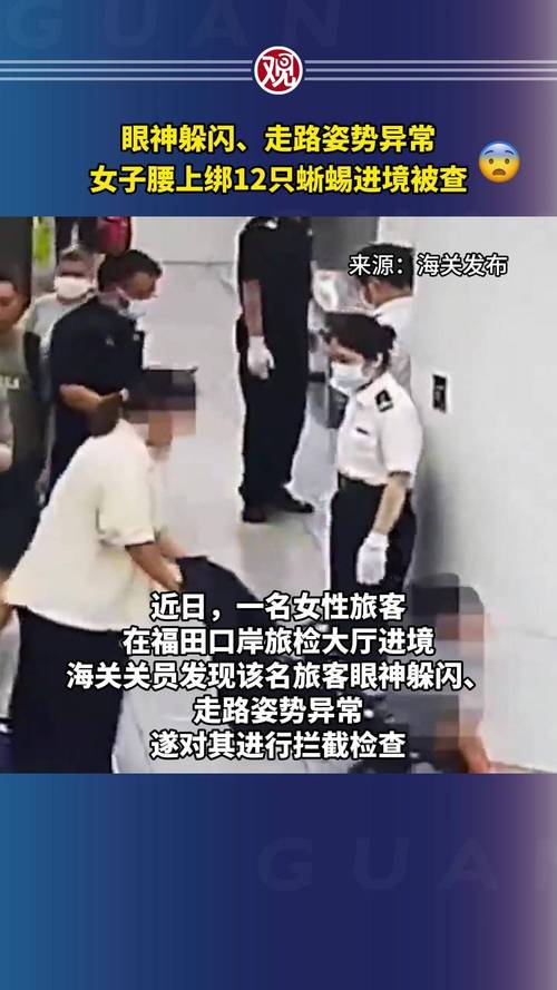 眼神躲闪、走路姿势异常!女子腰上藏12只蜥蜴,被海关查获!