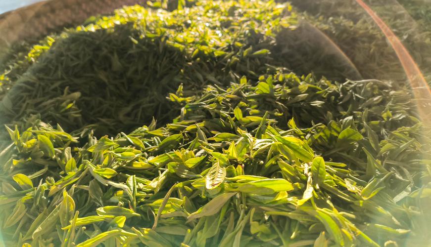 西藏墨脱春茶茶青进入采摘旺季